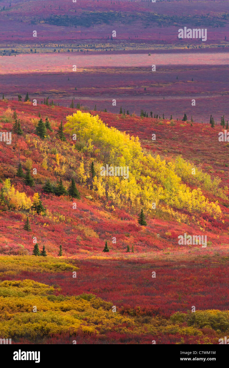 Farben des Herbstes, Denali-Nationalpark, Alaska. Stockfoto