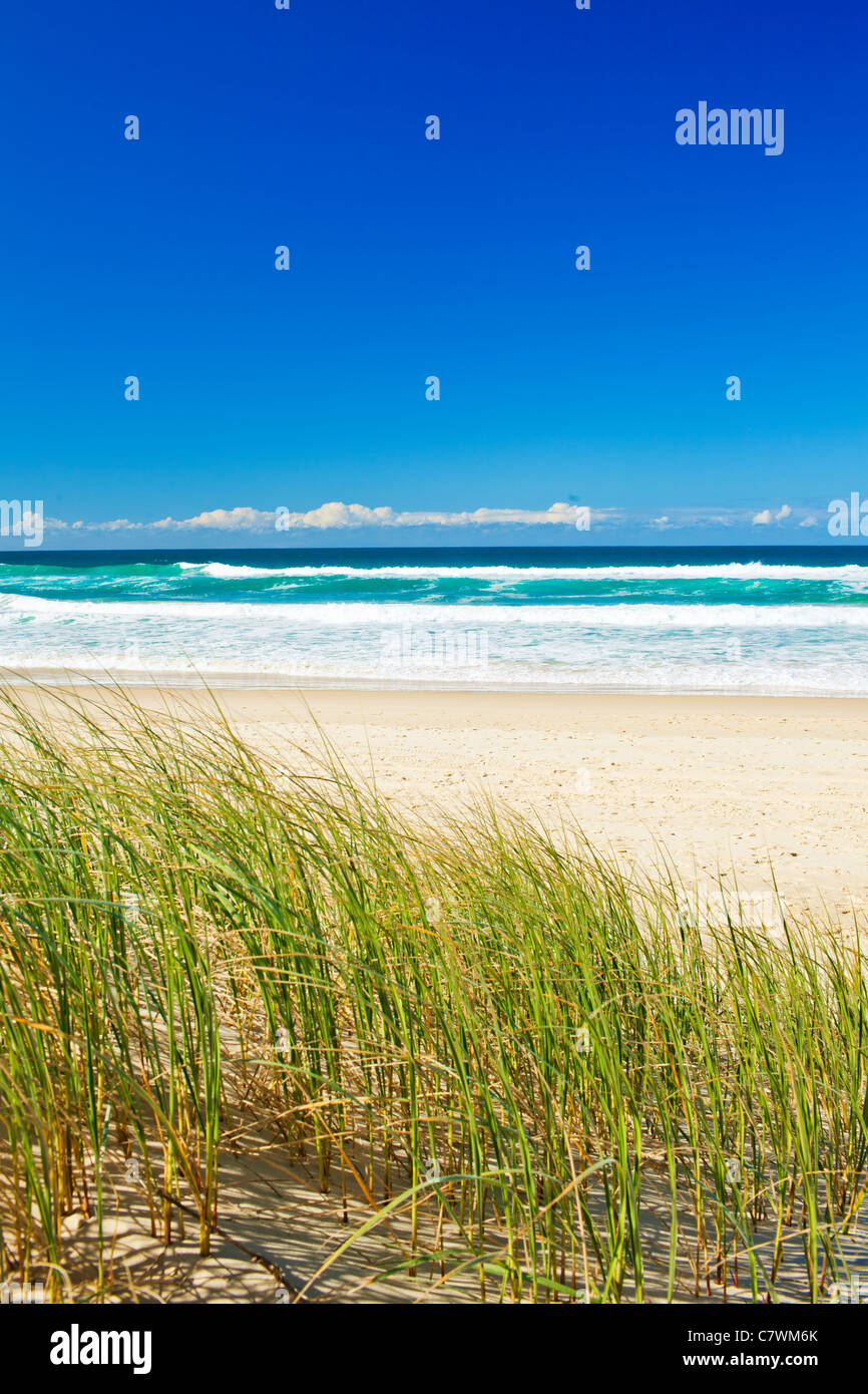 Grass und Sandy Beach an der Gold Coast Queensland Sonnentag Stockfoto