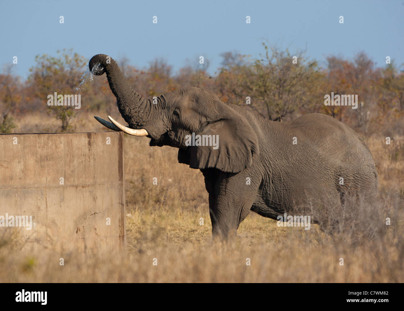 Elefant aus Betondamm trinken Stockfoto