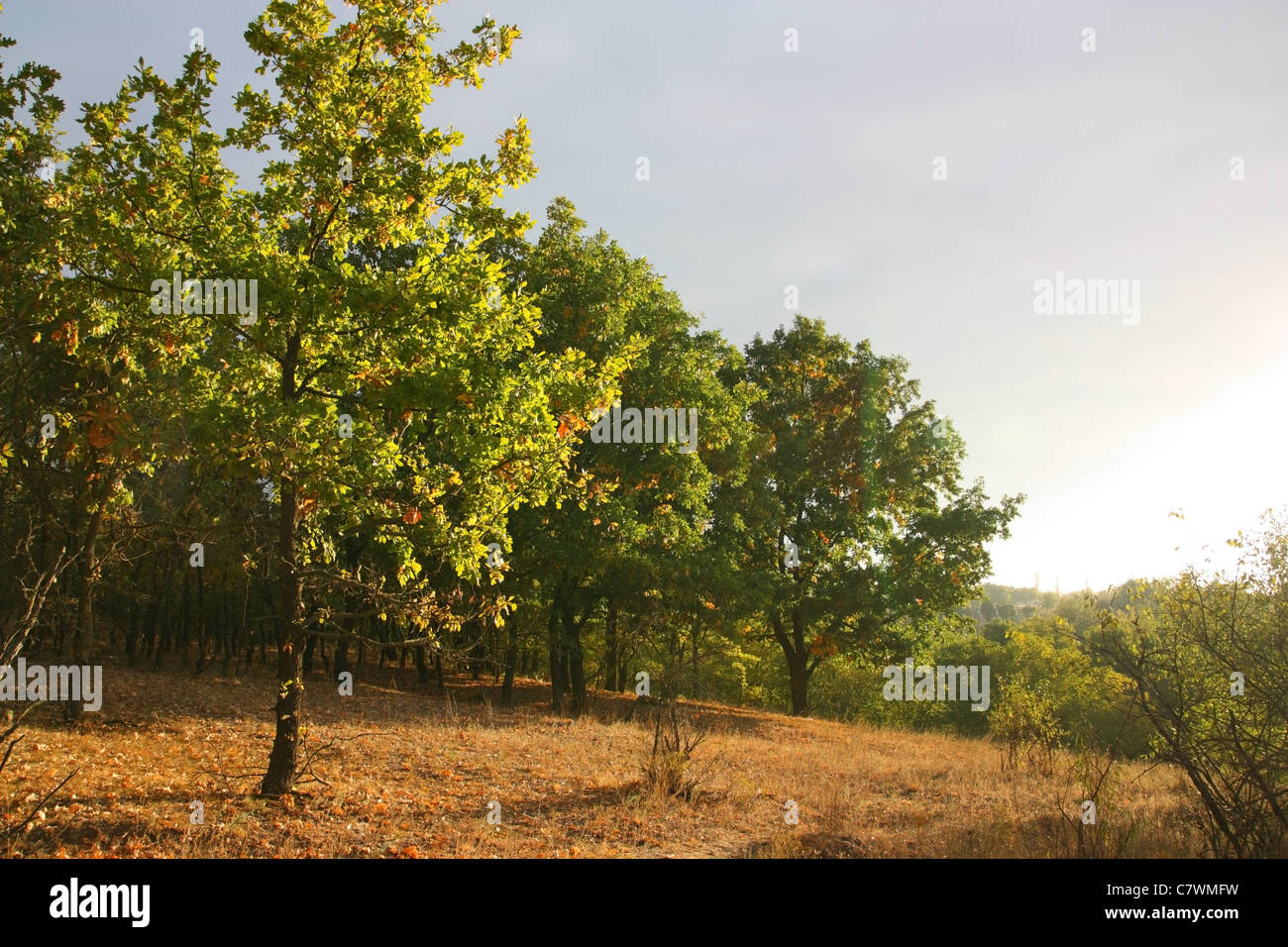 Natur. Herbstmorgen in einem Eichenhain Stockfoto