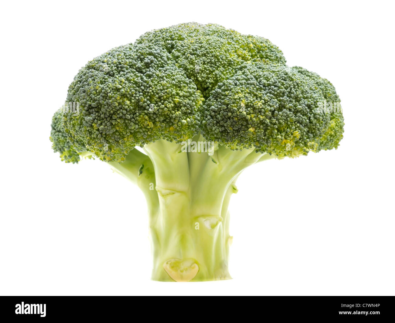 Brokkoli-Baum Stockfoto