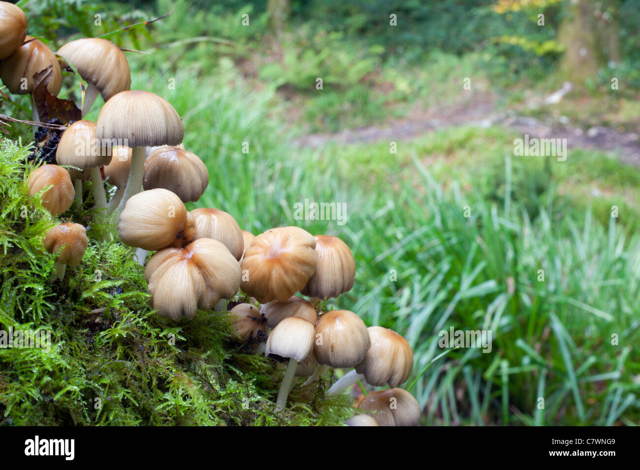 Glitzernde Tinte Cap Pilze; Cornwall; UK Stockfoto