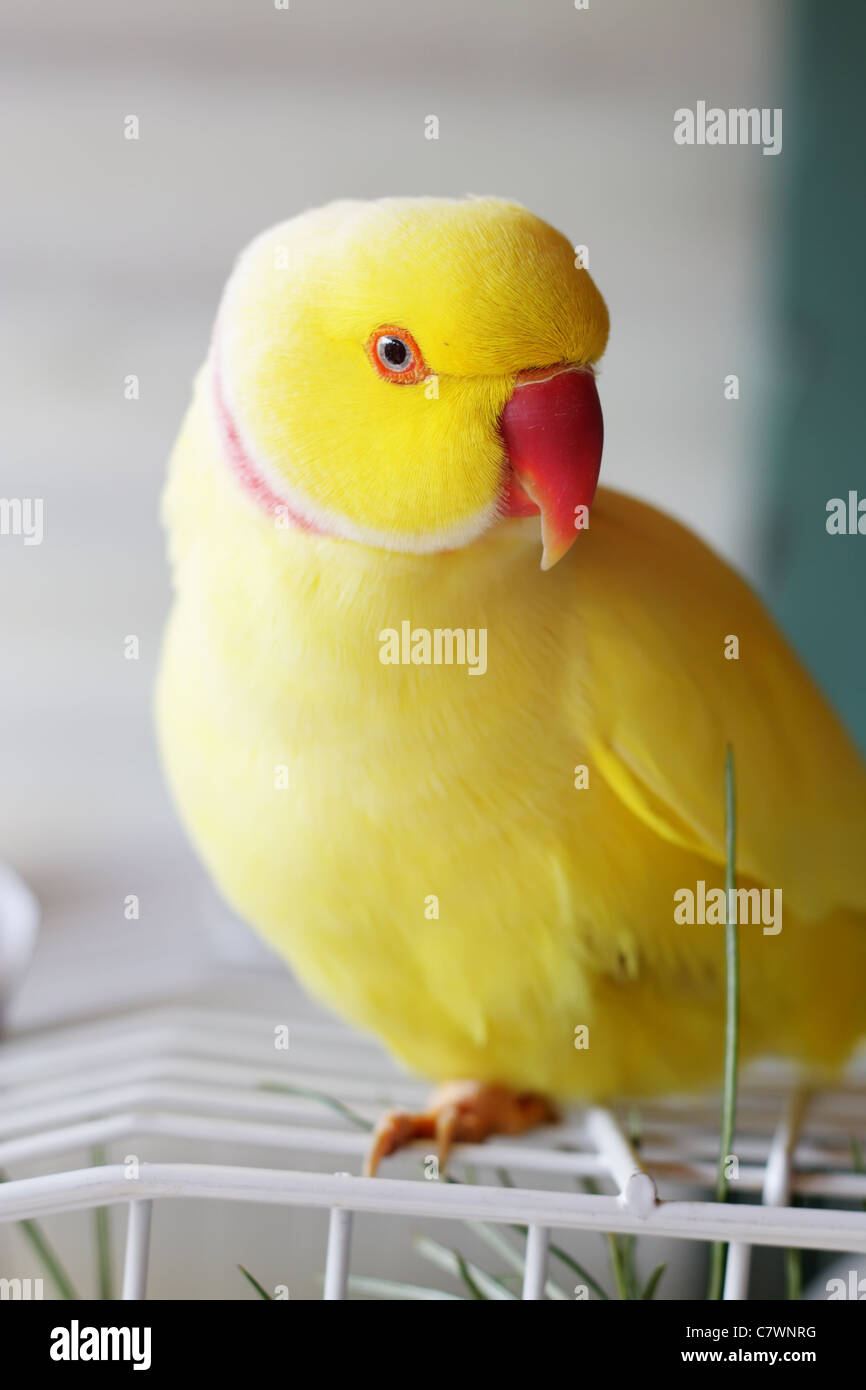 Gelbe Ringneck vor seinem Käfig mit Nadel Kiefer verlässt Stockfoto