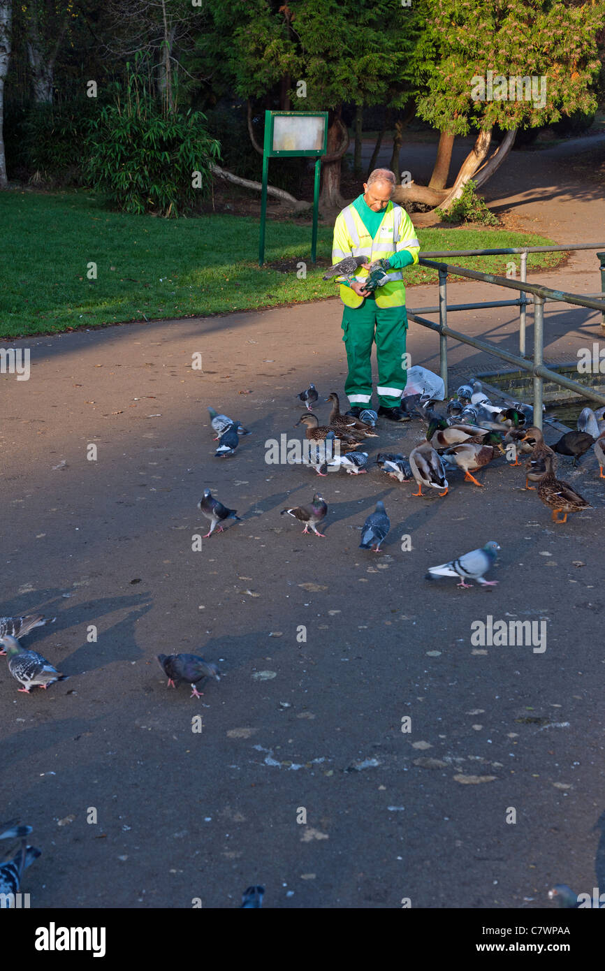 Arbeiter, die Vögel am frühen Morgen zu füttern Stockfoto