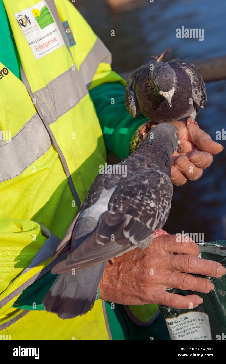 Arbeiter, die Vögel am frühen Morgen zu füttern Stockfoto