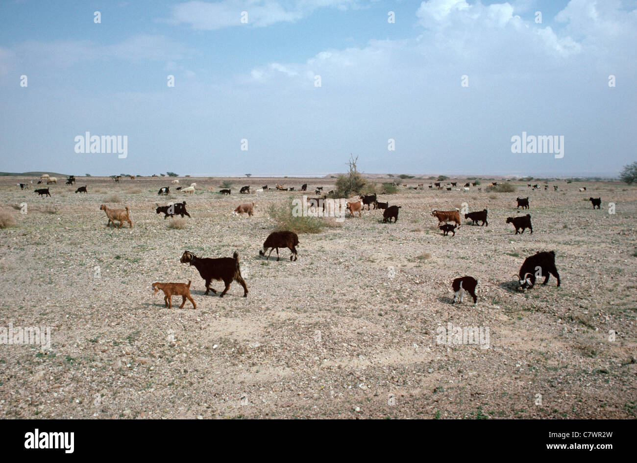 Beduinen in der Negev-Wüste, Israel Ziegen Stockfoto