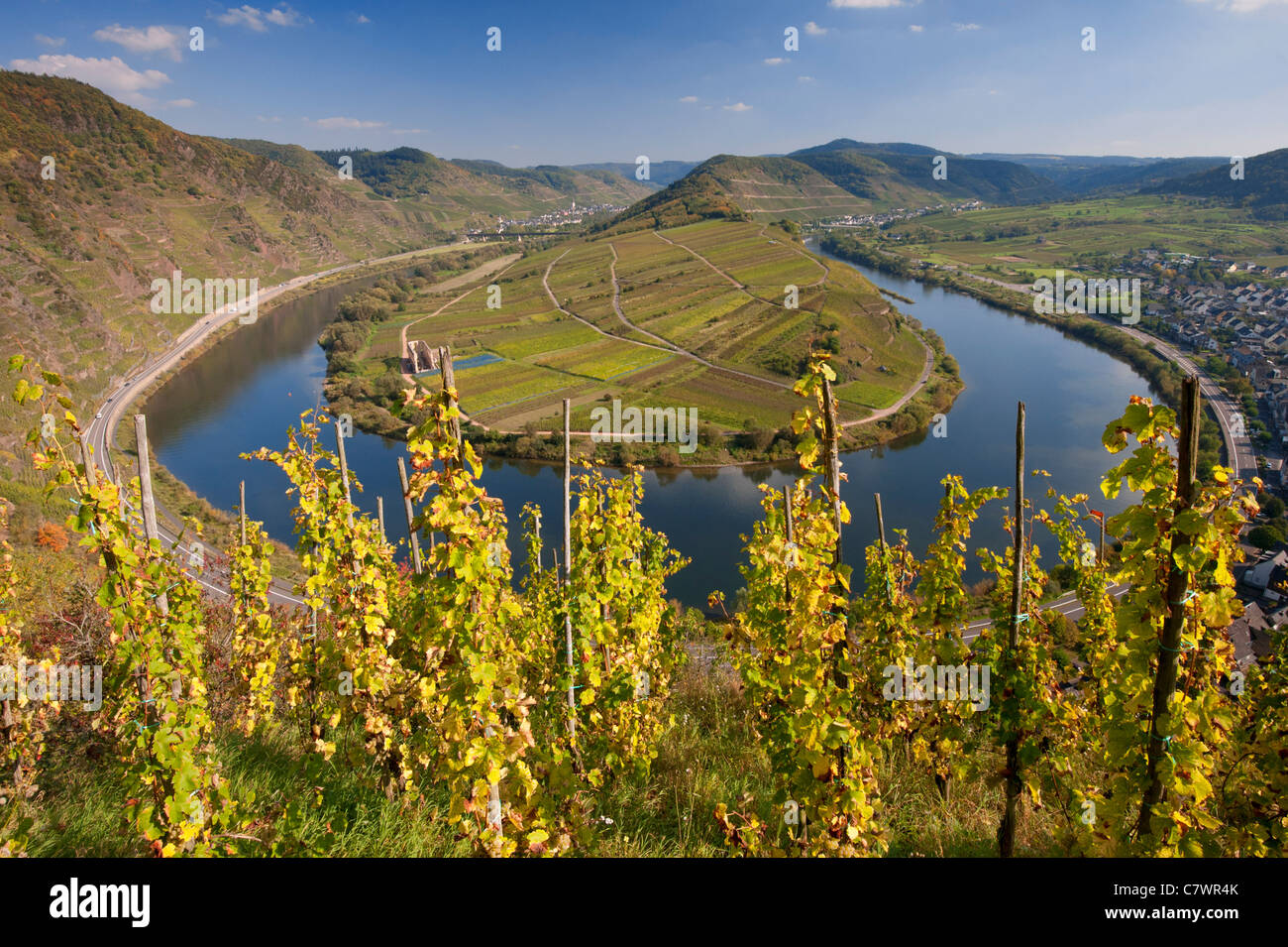 Blick auf enge Biegung im Fluss Mosel mit Weinbergen im Vordergrund Bremm Dorf Moseltal Deutschland Stockfoto