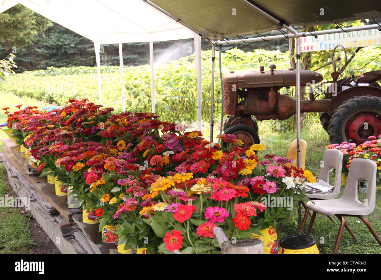 Bauernhof stehen Blumen für Verkauf antiker Traktor Stühle bunte Bewässerung Stockfoto