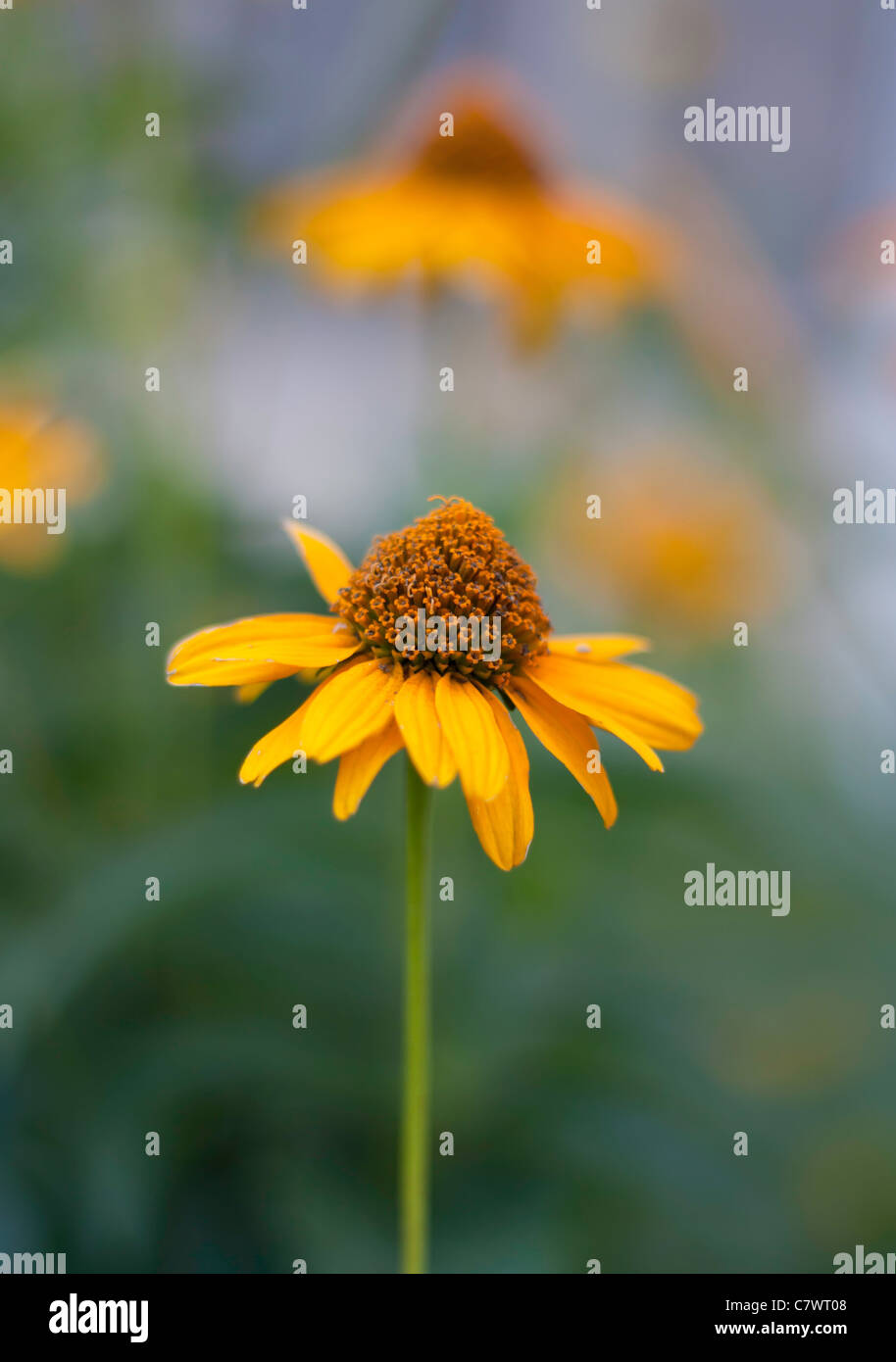 Kamille. Gelbe Blumen im Garten blühen Stockfoto