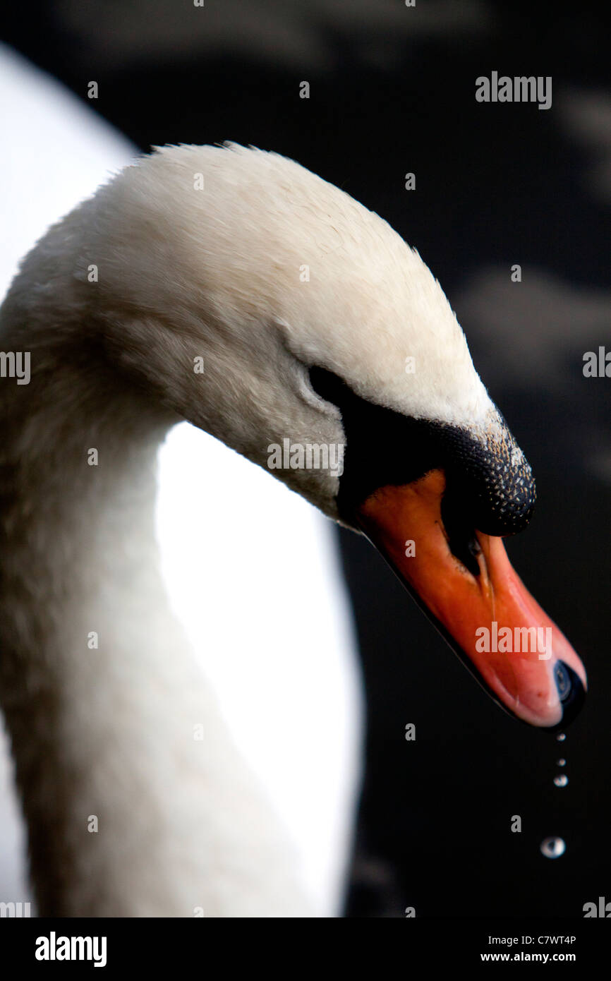 Ein Höckerschwan mit Wasser tropft aus seinem Schnabel Stockfoto