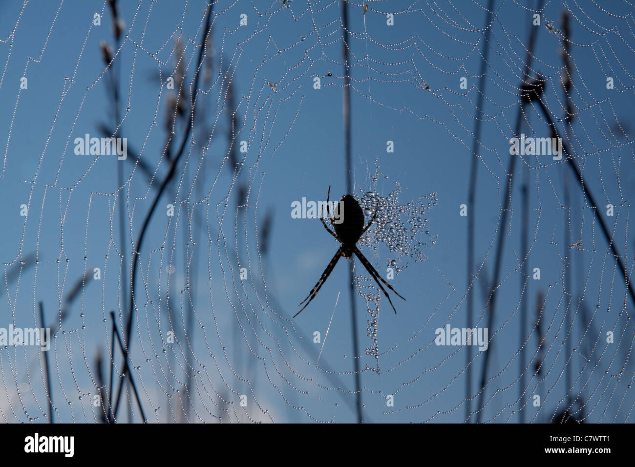 Garten oder gebändert Argiope Spider Argiope Trifasciata Web am frühen Morgen im Osten der USA Stockfoto