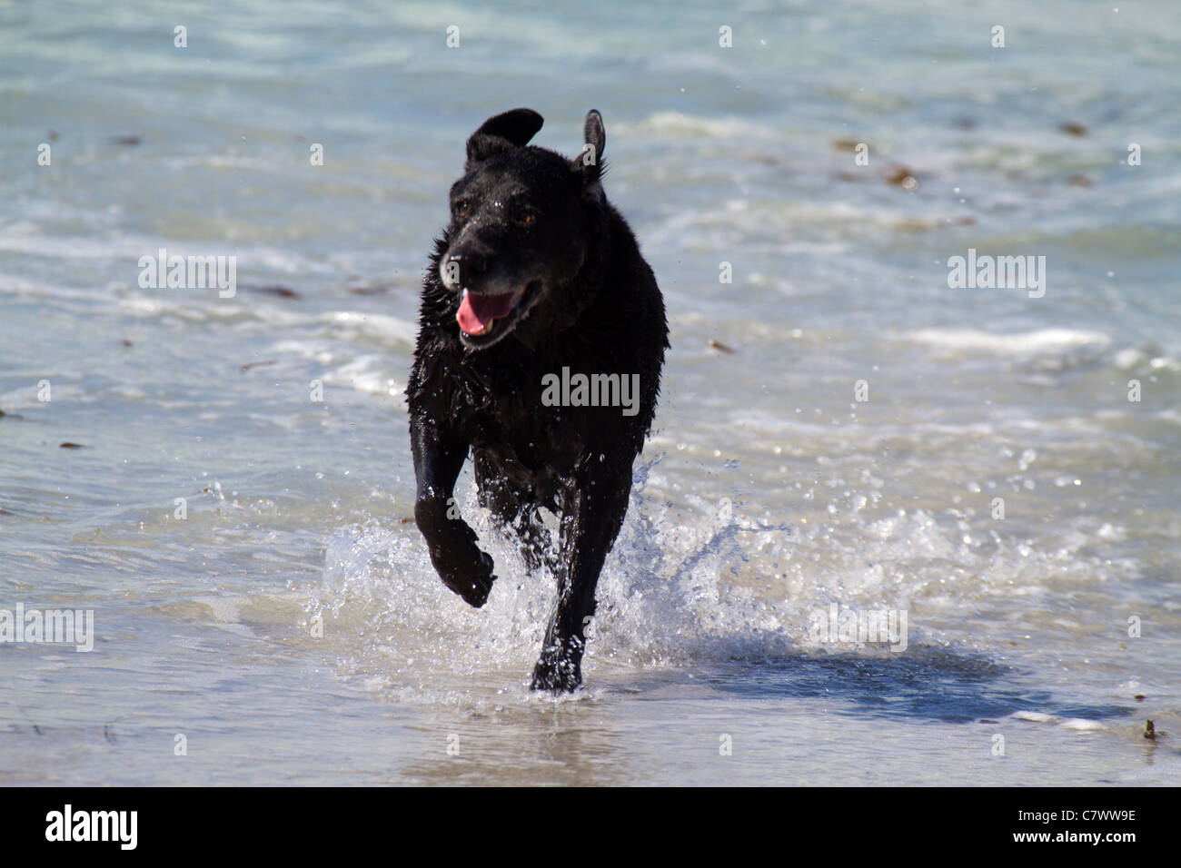 Ein einzelner Hund Laufen und Spielen im Wasser auf Carmel Beach, Kalifornien Stockfoto