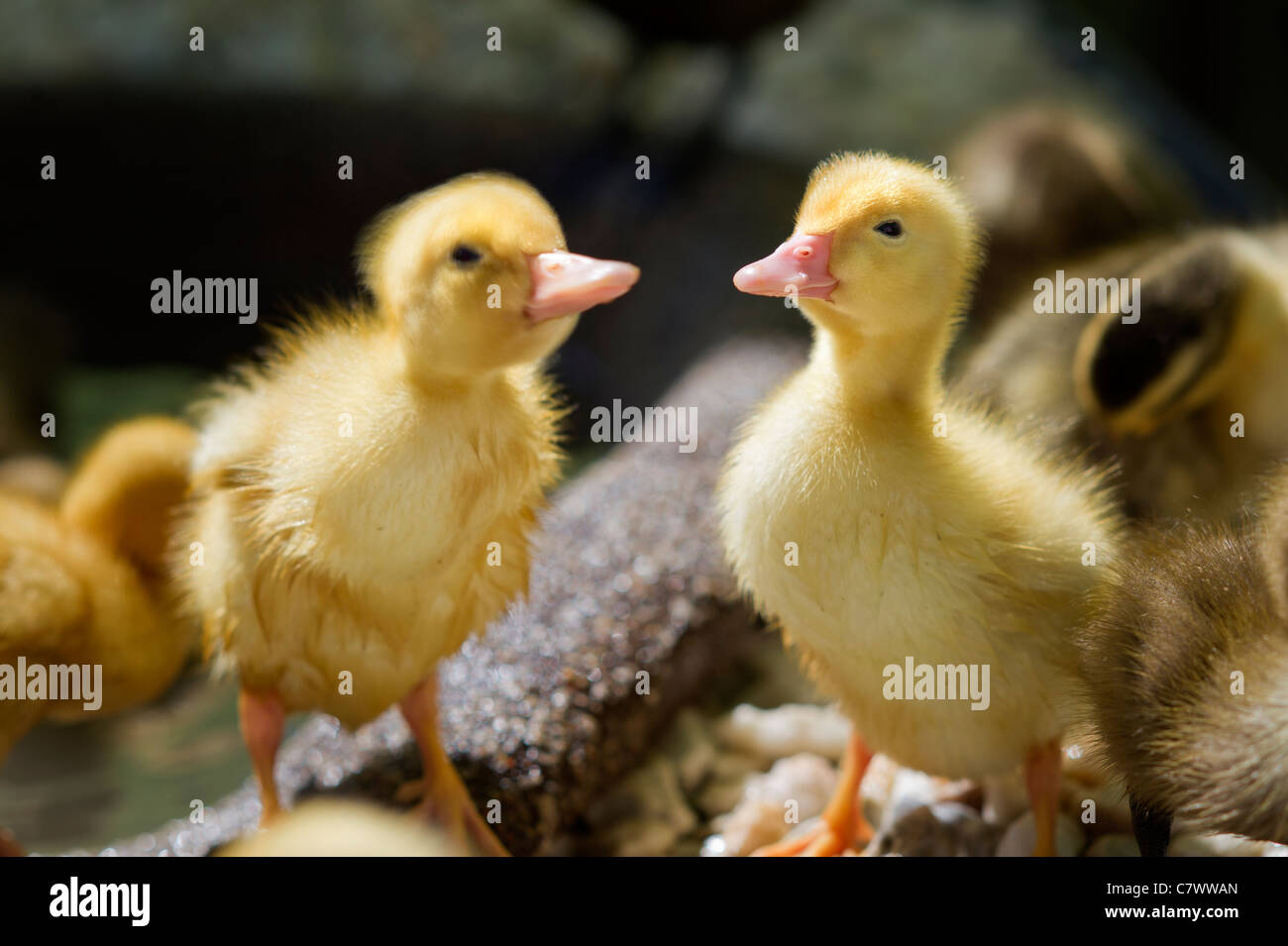 Enten Entchen - Rezepte Suchen