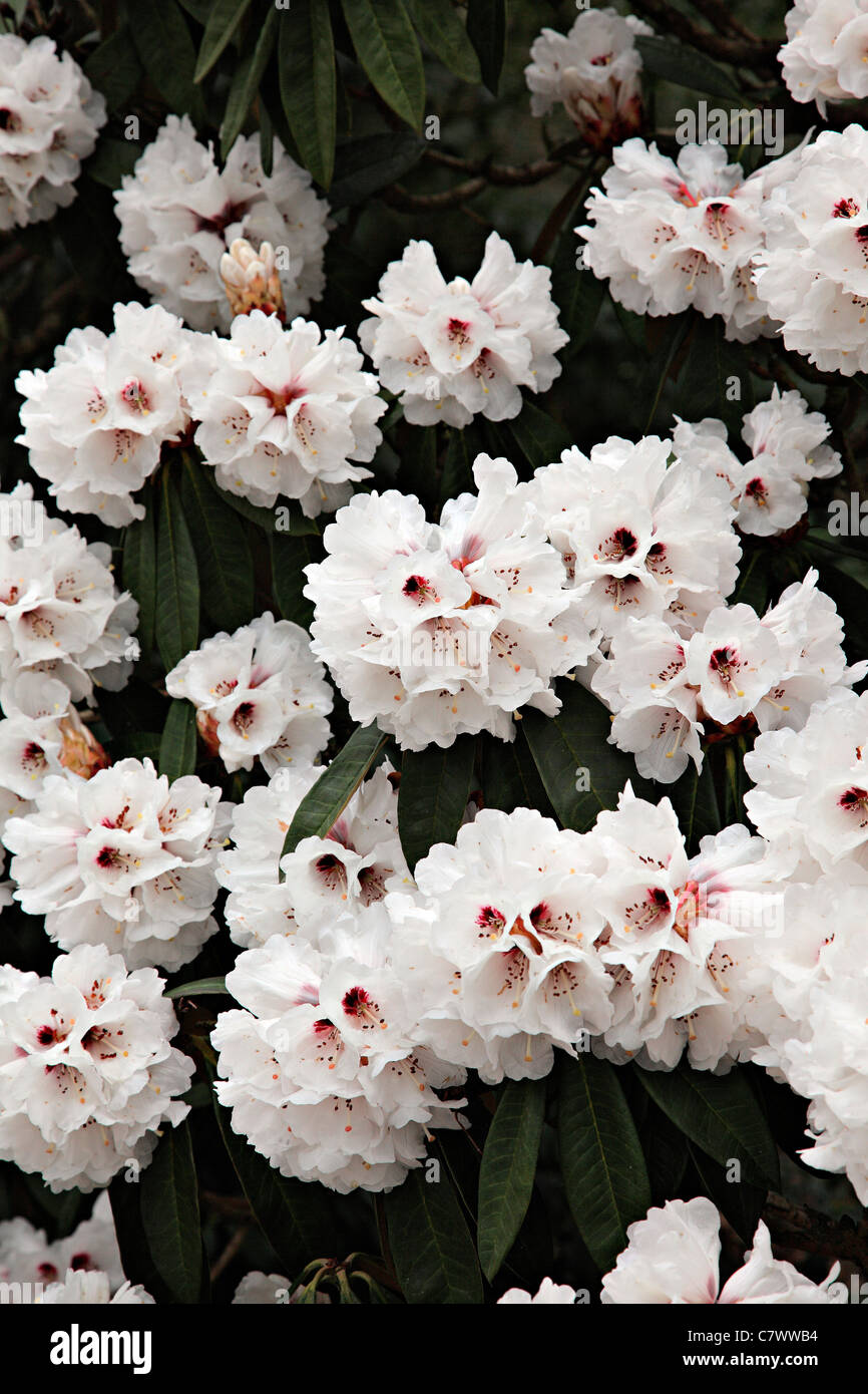 Rhododendron Arboreum x calophytum Stockfoto