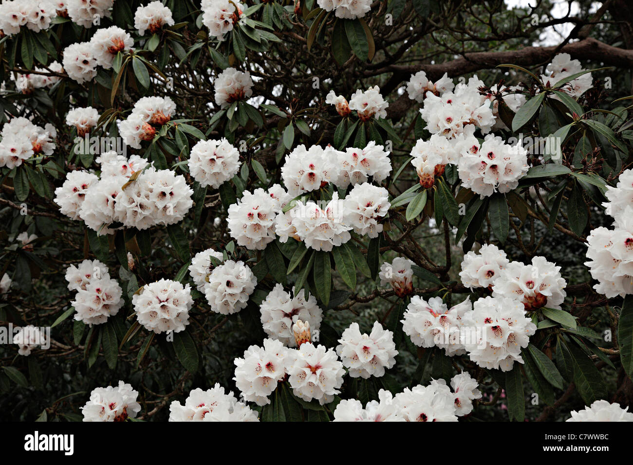 Rhododendron Arboreum x calophytum Stockfoto