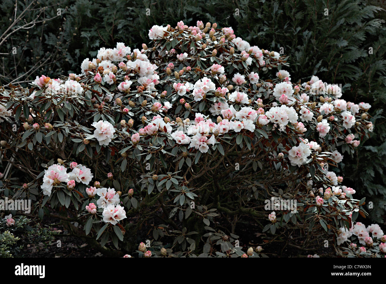 Rhododendron Pachysanthum AGM Stockfoto
