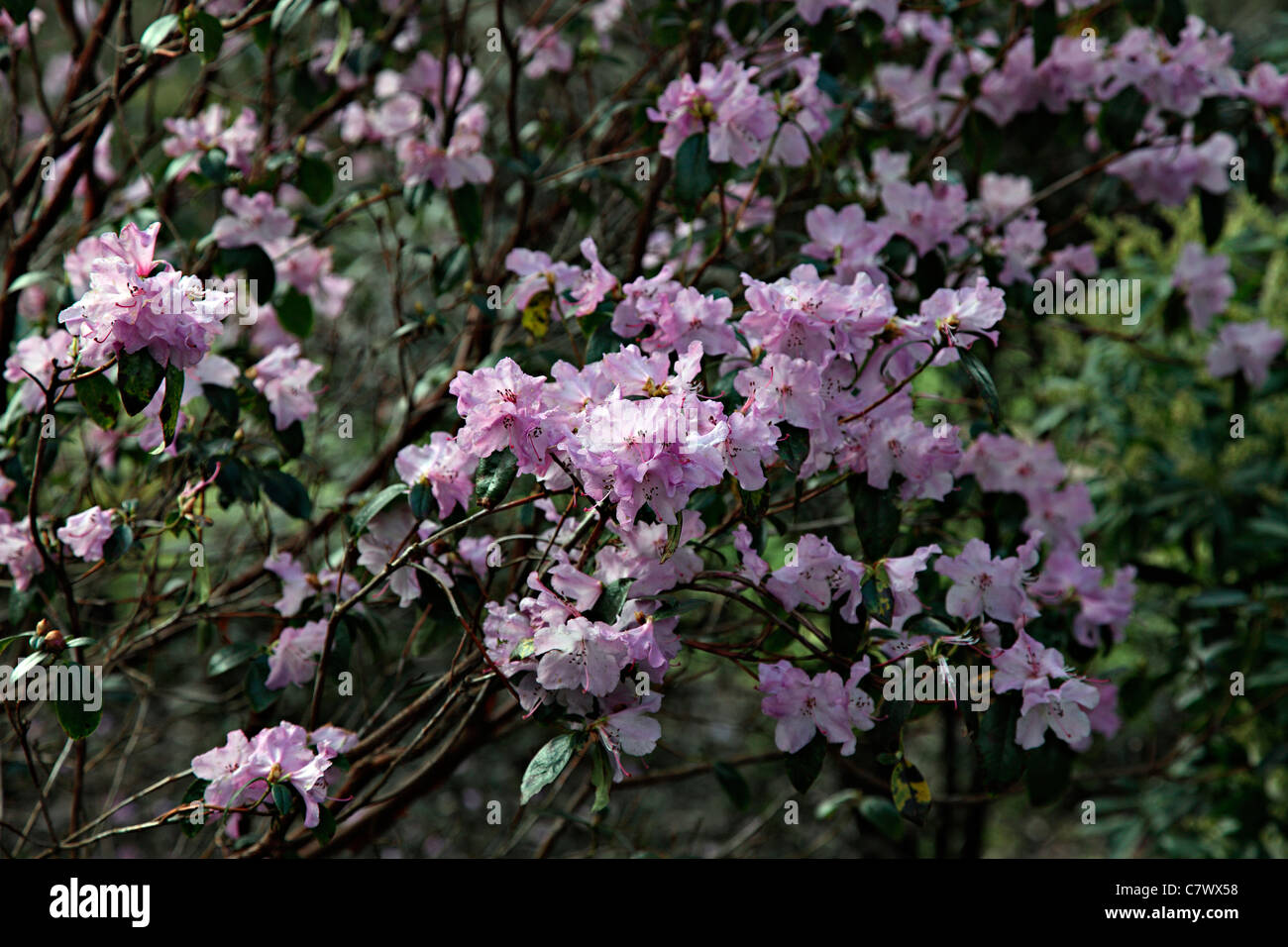 Rhododendron 'Praecox' AGM Stockfoto
