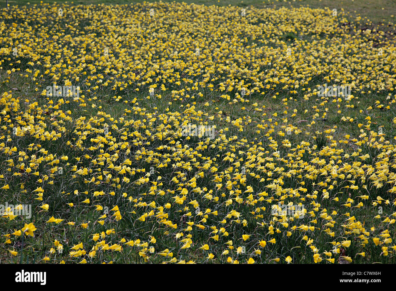 Eingebürgerte Narcissus Bulbocodium AGM Stockfoto