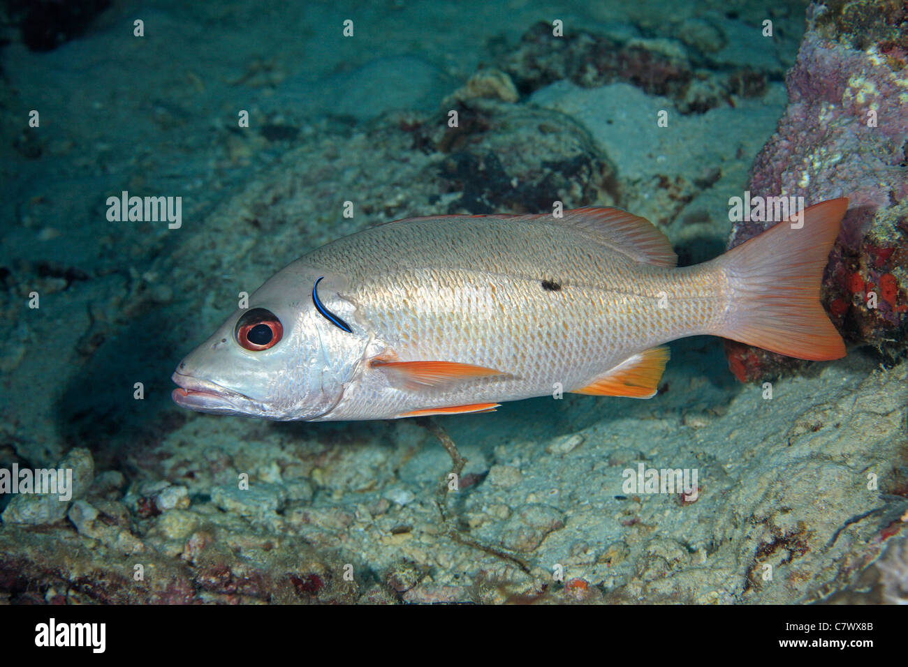 Onespot Snapper, auch bekannt als ein Onespot Kaiser, Lutjanus Monostigma, durch eine Bluestreak Putzerfische gereinigt wird. Stockfoto
