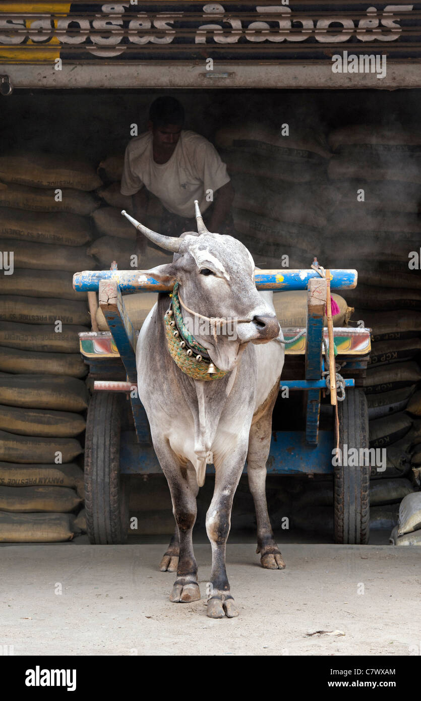 Indische Zebu und Bullock Cart mit Säcke Zement geladen wird. Puttaparthi, Andhra Pradesh, Indien Stockfoto