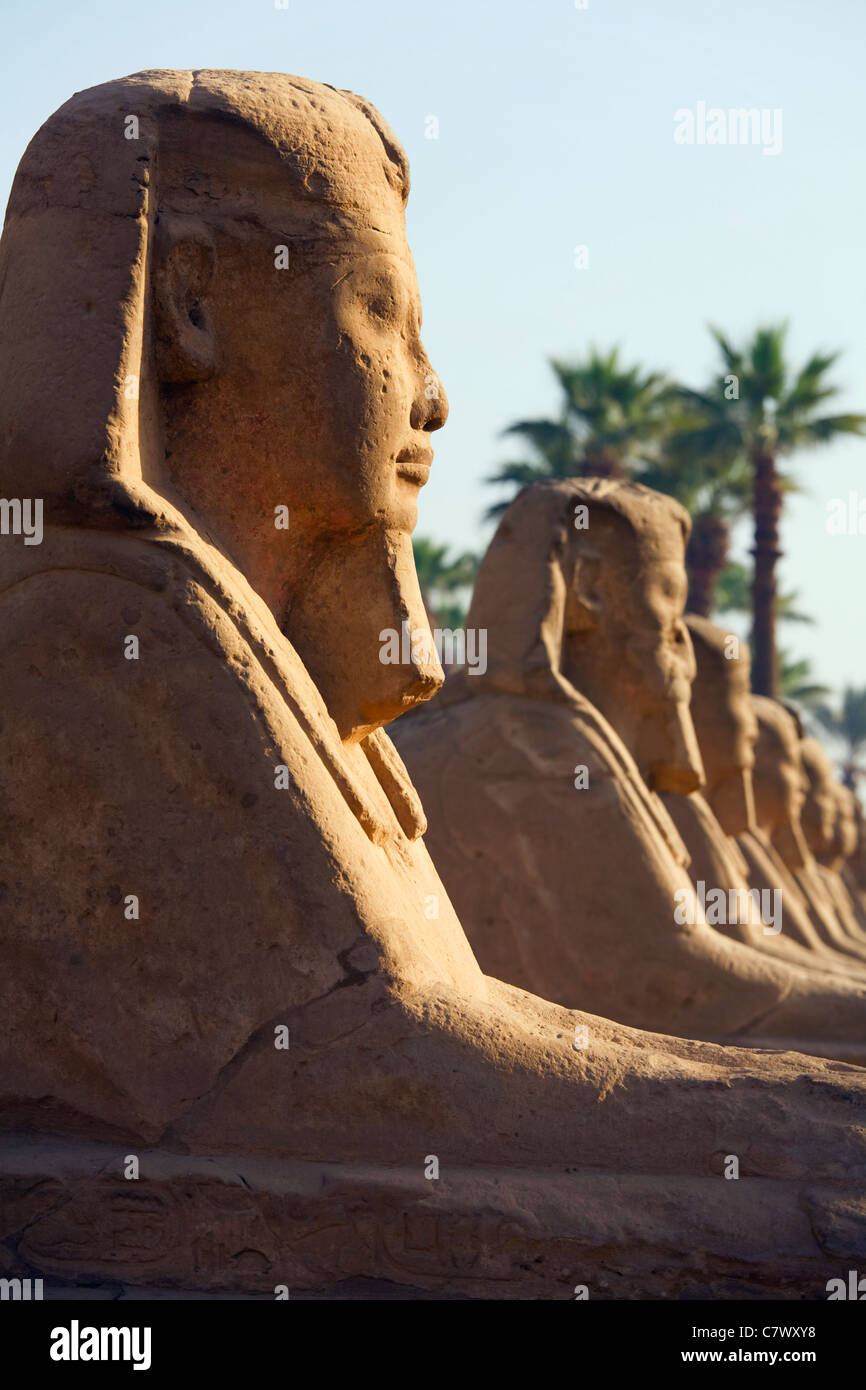 Allee der Sphinxe, Luxor-Tempel, Luxor, Ägypten Stockfoto