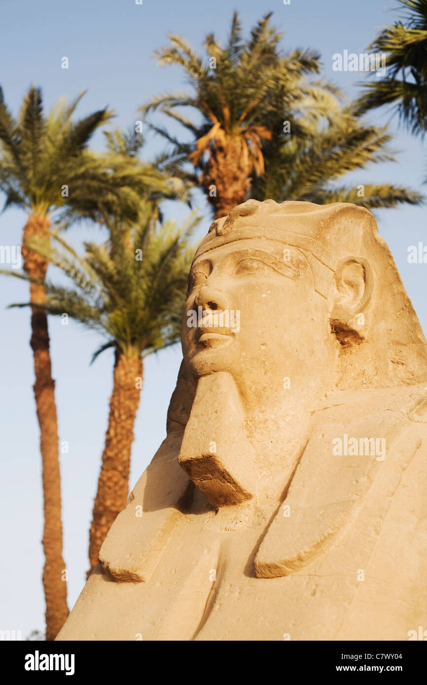 Allee der Sphinxe im Luxor-Tempel, Luxor, Ägypten Stockfoto