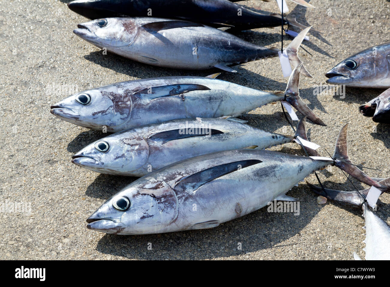 Albacore Thunfisch Thunnus Alalunga fangen in Angeln Turnier Stockfoto