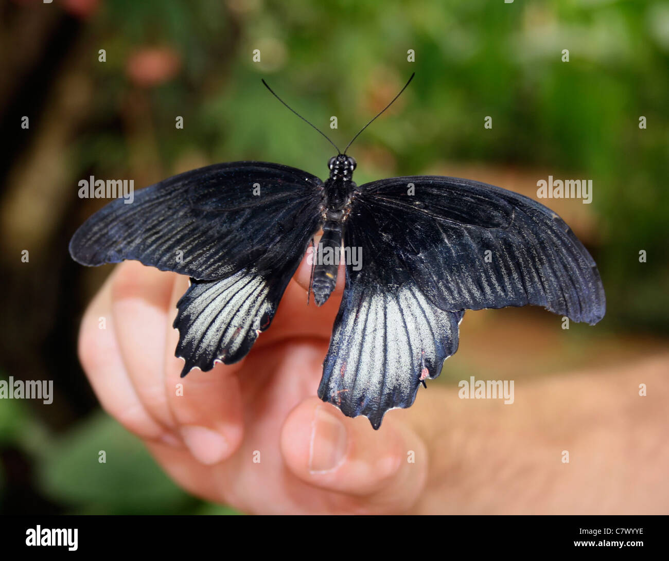 Der große Mormone Schmetterling ruht auf die Hand einer Frau. Schmetterlingspark Benalmadena, Malaga, Spanien Stockfoto