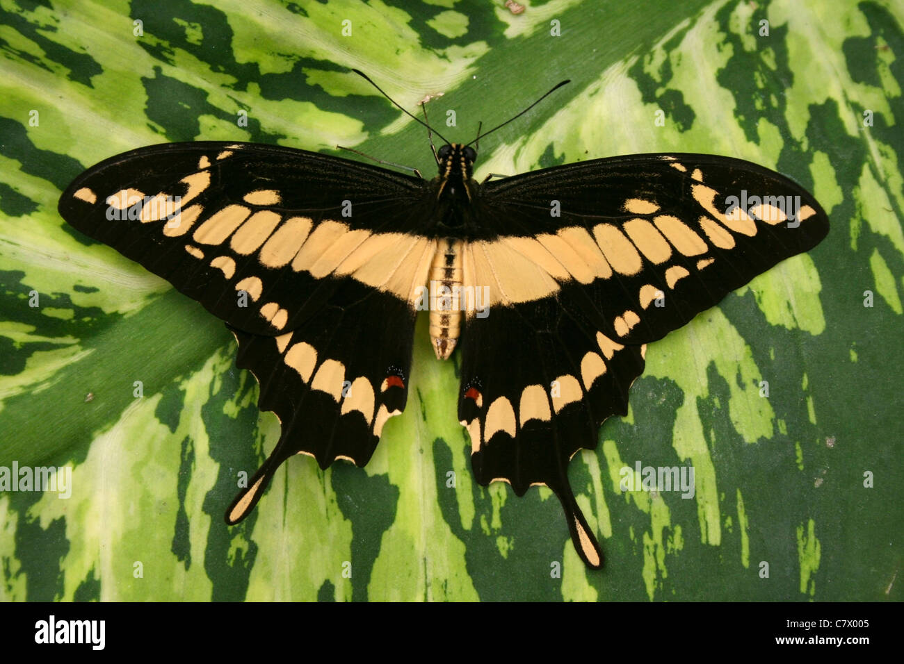 König Schwalbenschwanz oder Thoas Schwalbenschwanz Schmetterling. Benalmadena Schmetterlingspark, Benalmadena Pueblo, Málaga, Costa Del Sol, Spanien. Stockfoto