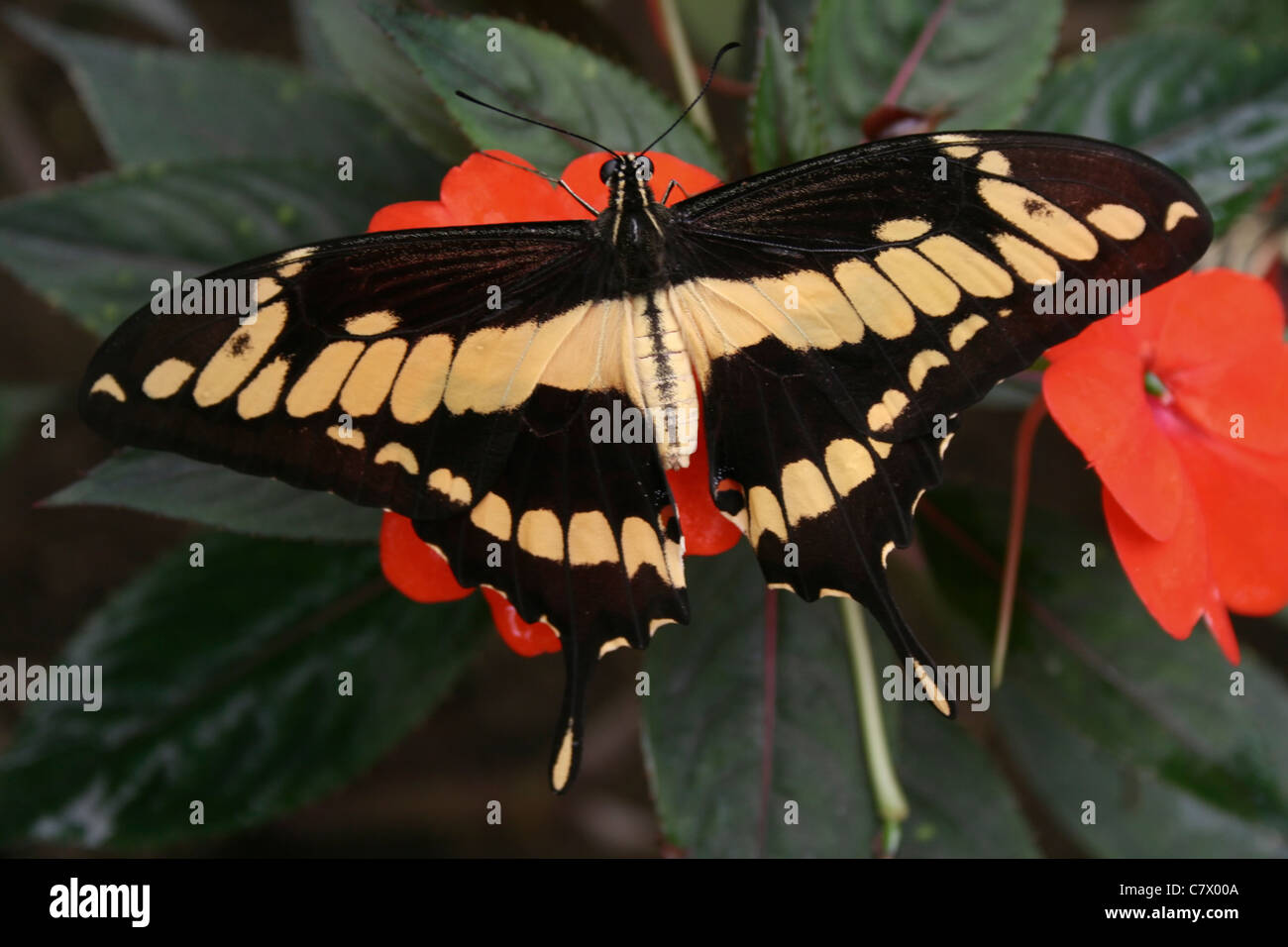 König Schwalbenschwanz oder Thoas Schwalbenschwanz Schmetterling. Benalmadena Schmetterlingspark, Benalmadena Pueblo, Málaga, Costa Del Sol, Spanien. Stockfoto