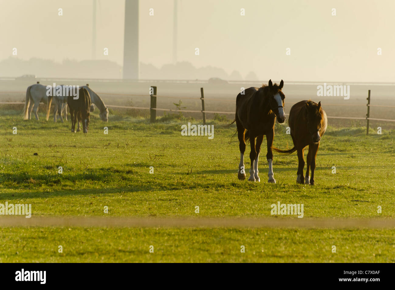 Pferde grasen auf dem Bauernhof am frühen Morgen Stockfoto