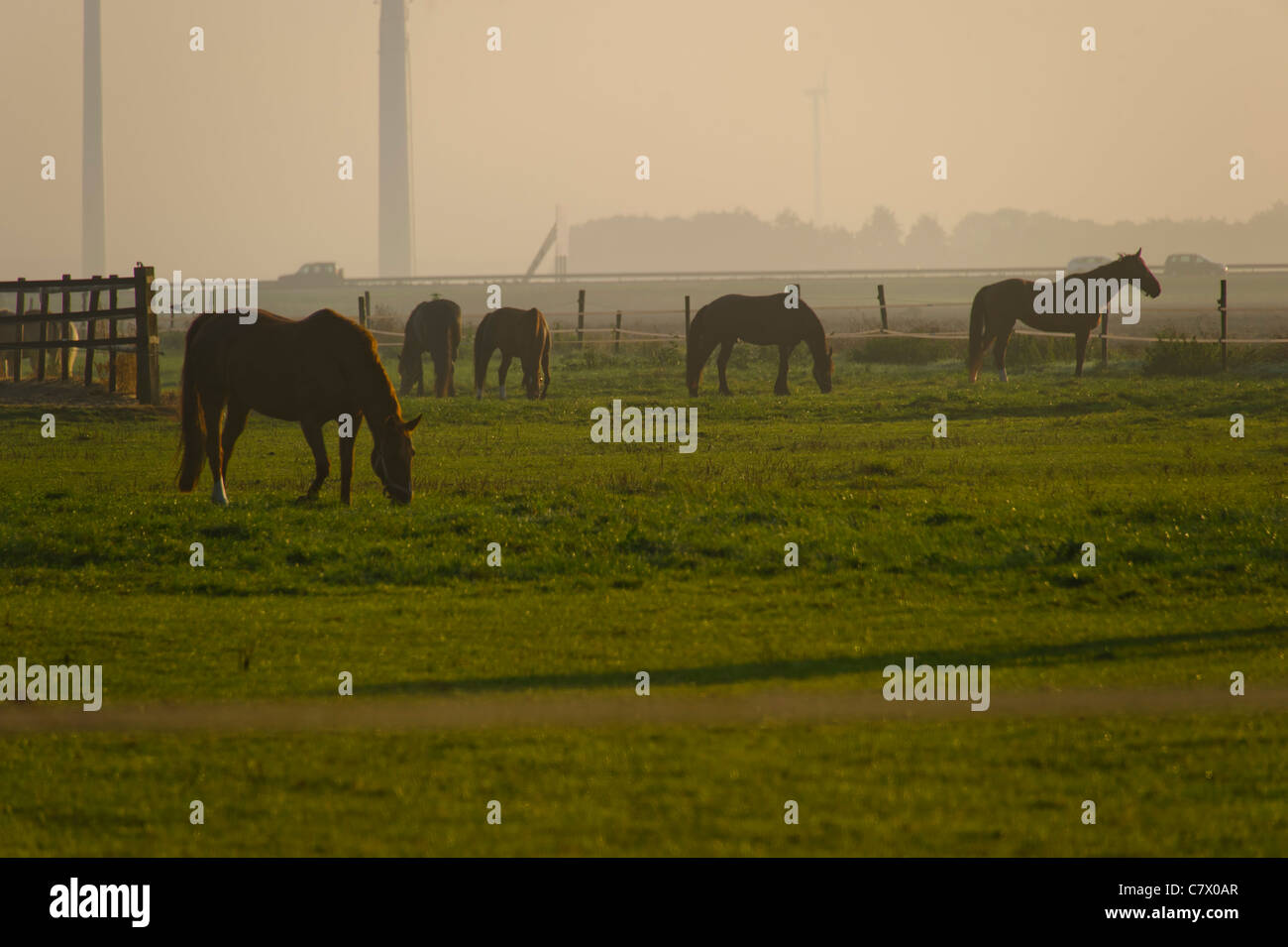 Pferde grasen auf dem Bauernhof am frühen Morgen Stockfoto