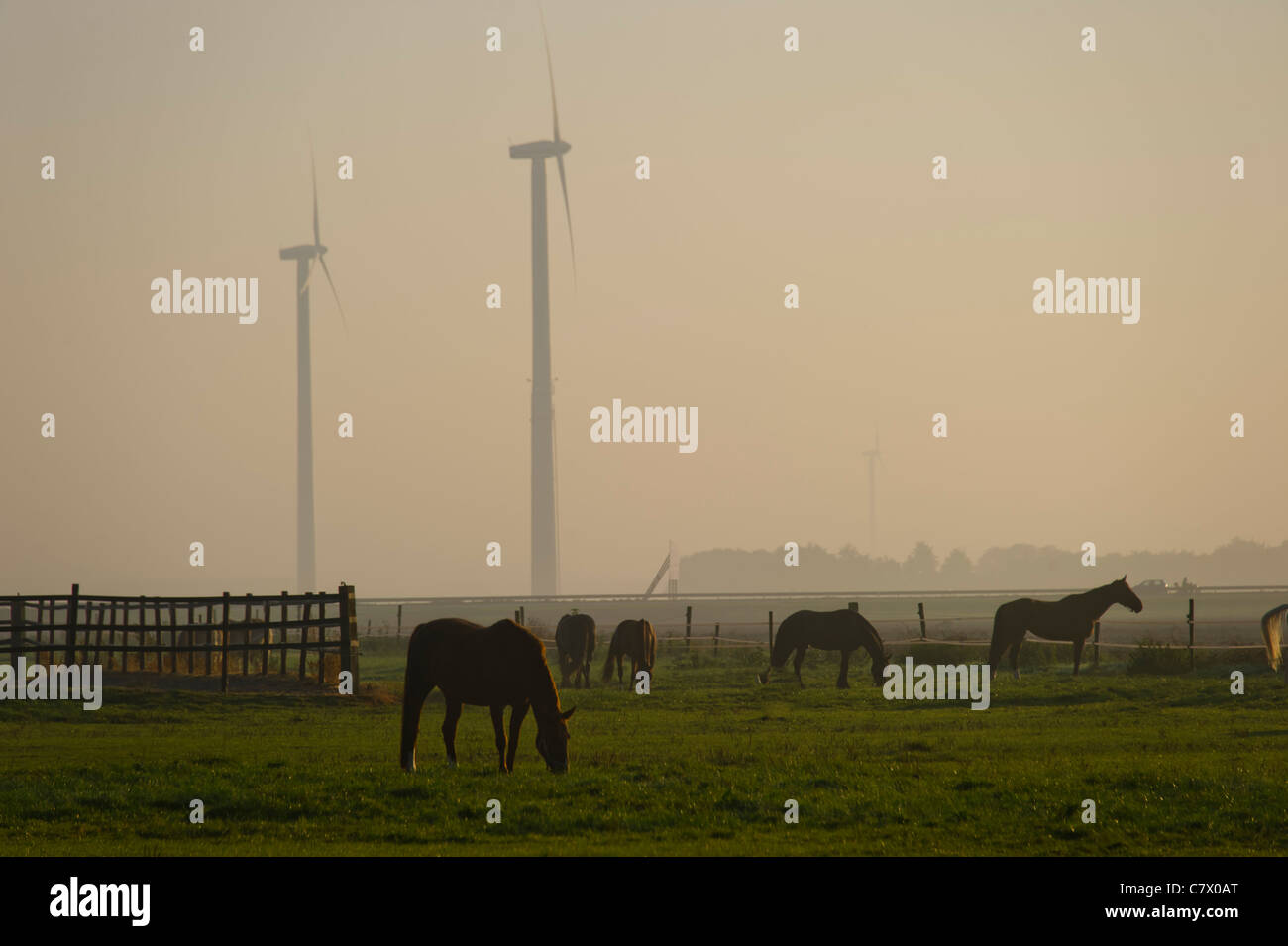 Pferde grasen auf dem Bauernhof am frühen Morgen Stockfoto