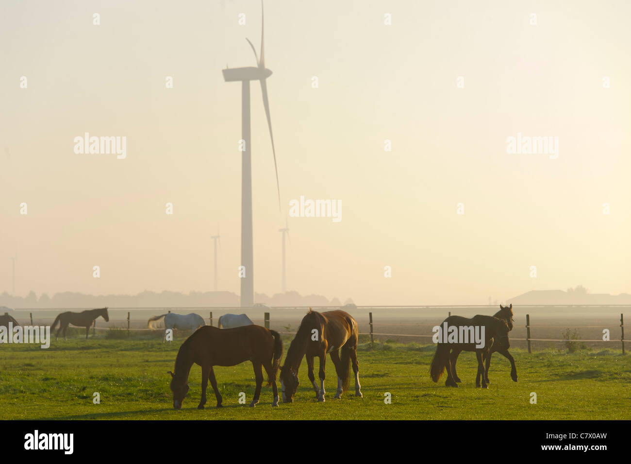 Pferde grasen auf dem Bauernhof am frühen Morgen Stockfoto