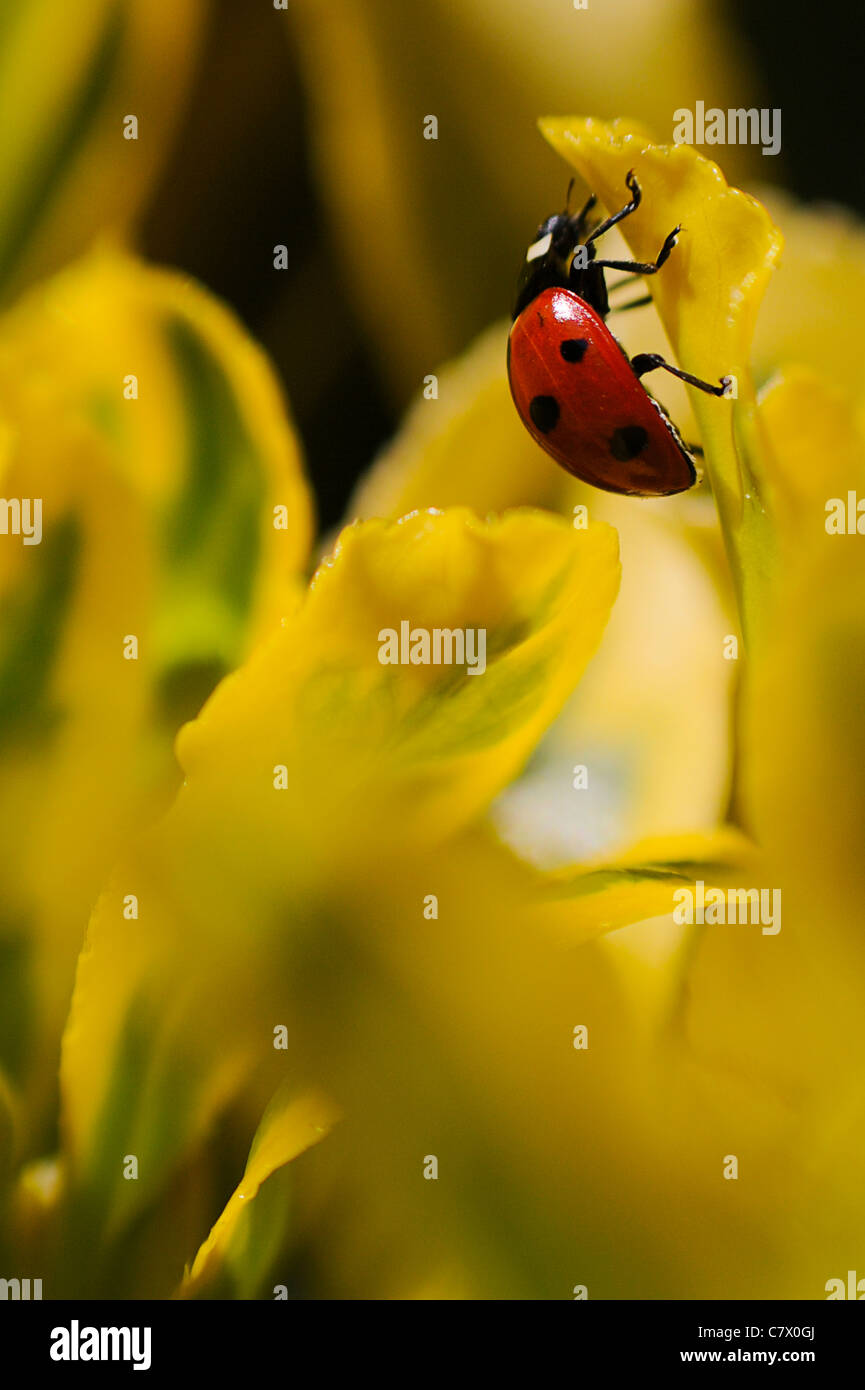 Lady Bug Makro Natur (Harmonia Axyridis). Stockfoto