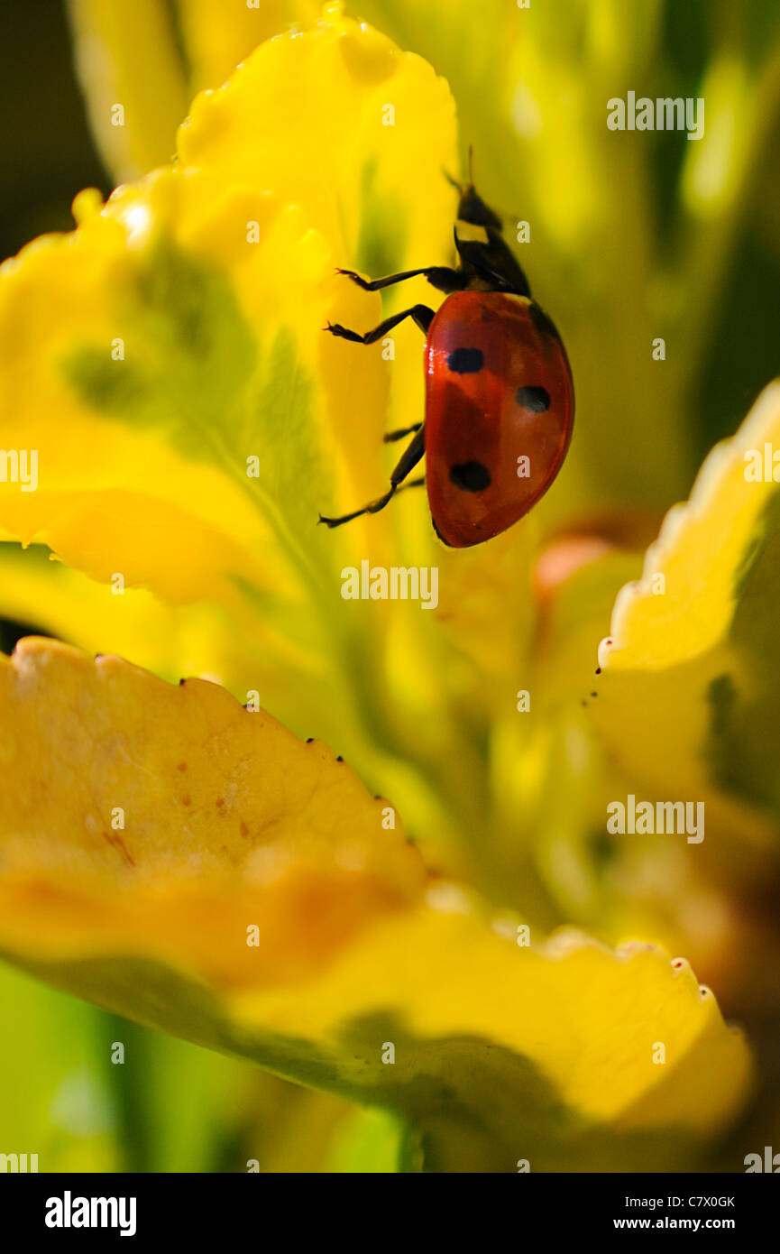 Lady Bug Makro Natur (Harmonia Axyridis). Stockfoto