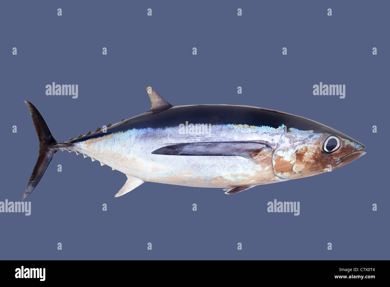 Albacore Thunfisch Thunnus Alalunga auf grau isoliert Stockfoto