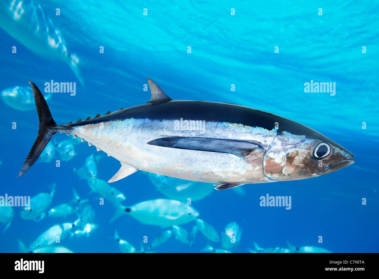 Weißer Thun Fisch Thunnus Alalunga Unterwasser Ozean Stockfoto