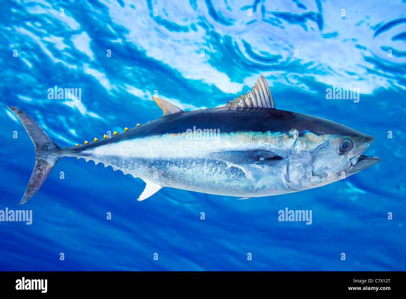 Roter Thun Thunnus Thynnus Salzwasser Fische Unterwasser blaue Meer Stockfoto