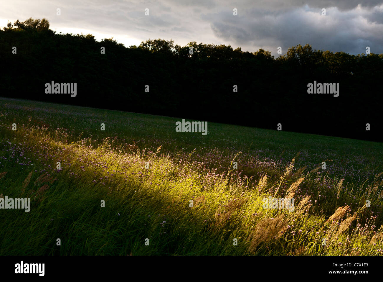 Eine Wiese mit Blumen in der Nähe von Teerofen, die Teil des Dorfes Schönhöhe und befindet sich am Rande der Großsee. Stockfoto