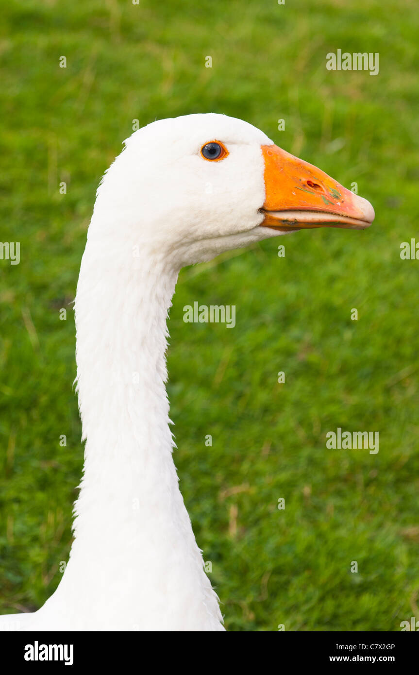 Eine weiße Gans im Vereinigten Königreich Stockfoto