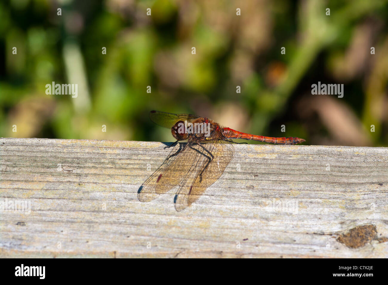 Gemeinsamen Darter, Sympetrum Striolatum männlichen Libelle UK Libellen Stockfoto