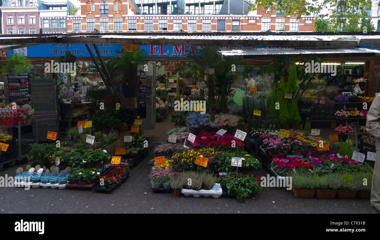 Stände auf dem Blumenmarkt (Bloemenmarkt), Amsterdam, Niederlande Stockfoto