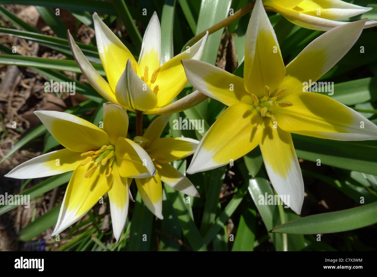 Die frühen Frühlingsblüten von niedrig wachsenden Tulipa tarda Stockfoto