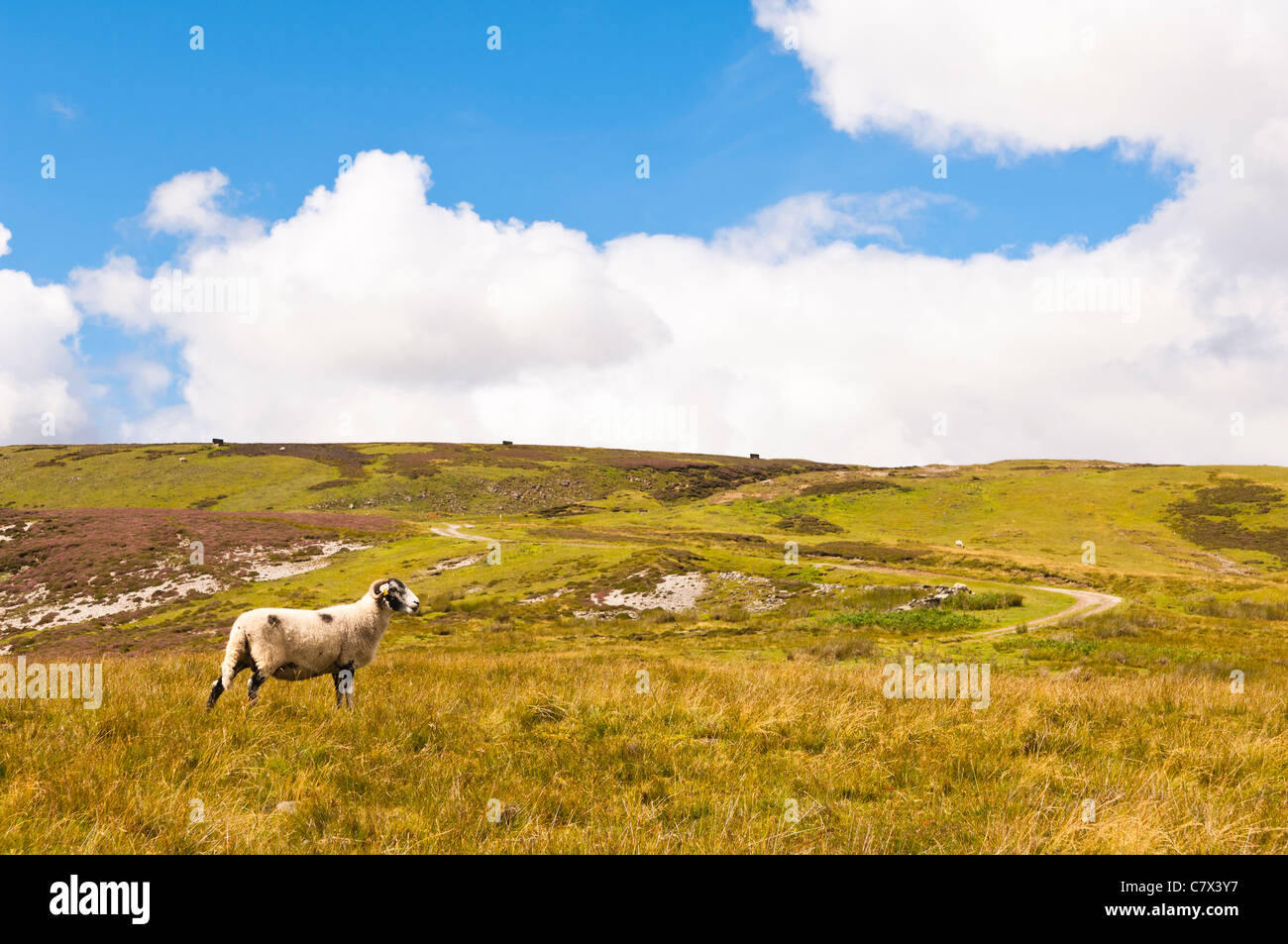 Ein Schaf in North Yorkshire, England, Großbritannien, Uk Stockfoto