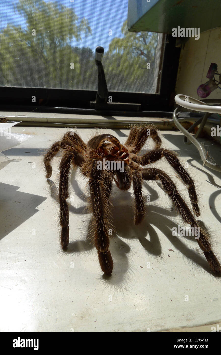 Ein leeres, intaktes und kürzlich geschmolzenes Exoskelett, das von einer Taranula-Spinne zurückgelassen wurde Stockfoto