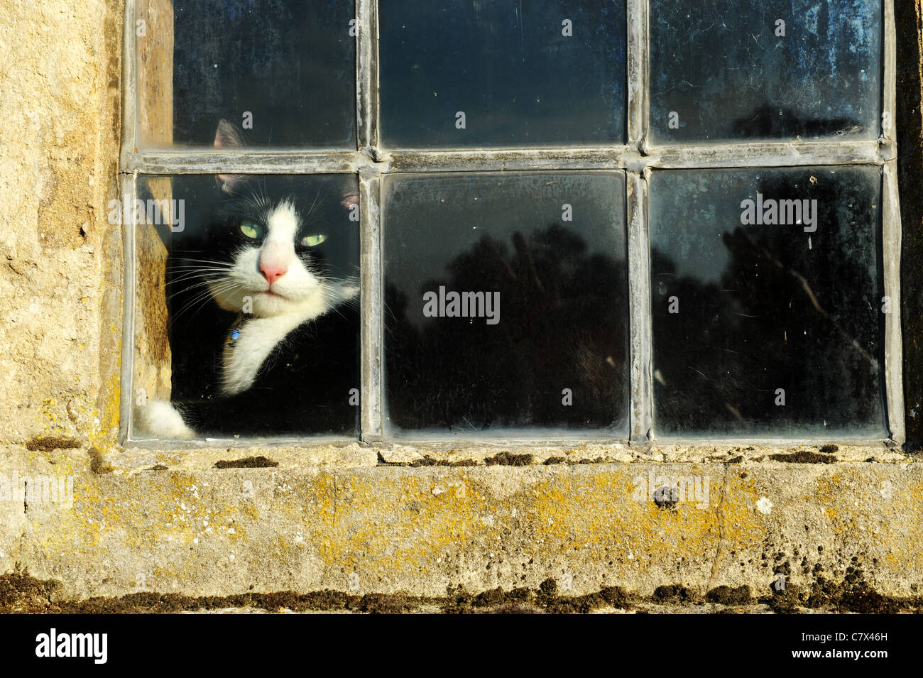 Katze spähte durch alte Fenster Uk Stockfoto