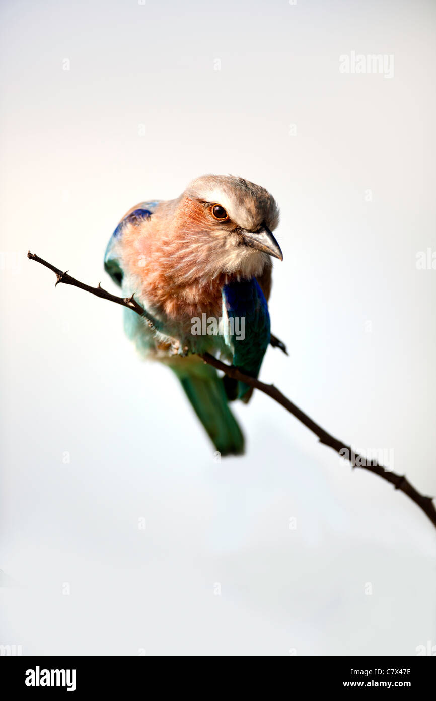 Lilac Breasted Roller Vogel Stockfoto