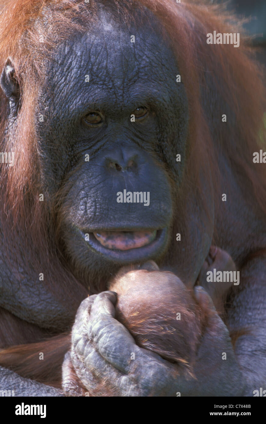Bornean Orang-Utans (Pongo Pygmaeus) stolze Mutter und Kind Stockfoto