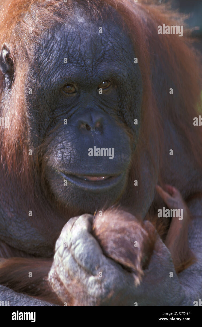 Bornean Orang-Utans (Pongo Pygmaeus) stolze Mutter und Kind Stockfoto